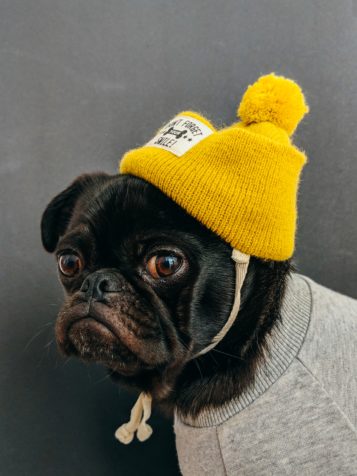 Photographing The Non-Human Subject
